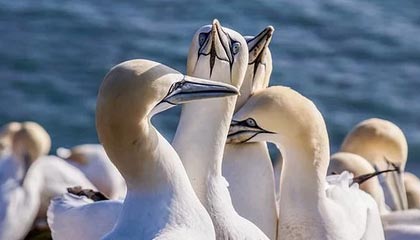 80万的009光辉 在姚明面前像老头乐 2米29巨人坐进去很费劲