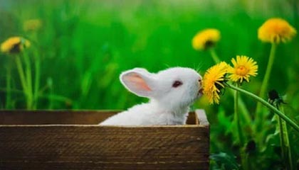 2025首届山东省“泰山小将”数选未来足球精英赛收官